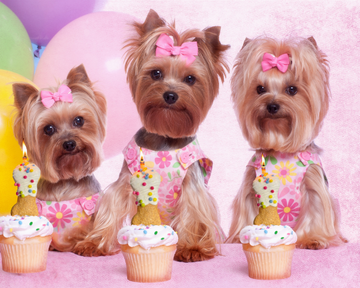 Yum-Pup™ Pawsome  Birthday Cookie Candles for Canines